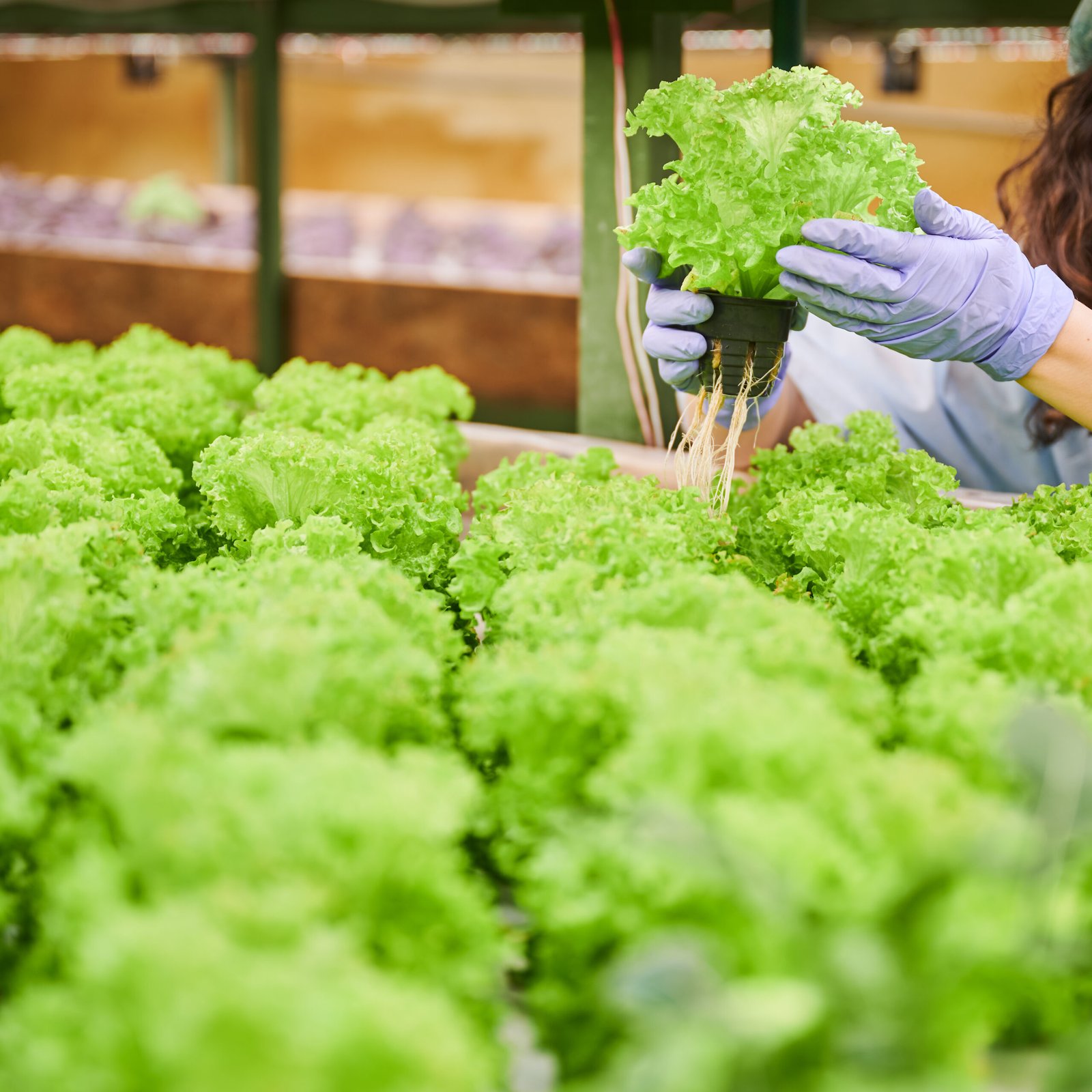 Gardener holding pot with salad seedlings in greenhouse. Close up of woman hands in sterile garden gloves checking green leafy plant.